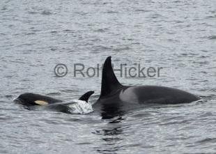 photo of Orca Whales CRW 9334