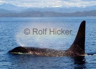 photo of CRW 9345