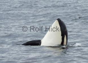 photo of Killer Whales CRW 9350