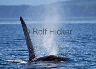 photo of CRW 9351