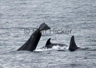 photo of Killer Whales CRW 9366