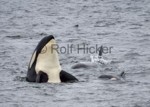 photo of Orca Whales CRW 9441