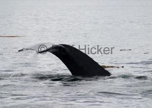 photo of Humpback Whale CRW 9468
