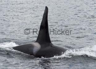 photo of Orca Whales CRW 9516