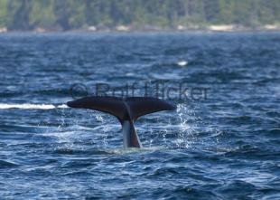 photo of CRW 9532