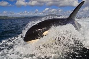 photo of Whale Watching Season