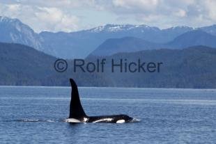 photo of Orca Whales CRW 9599