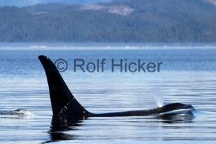 photo of Killer Whales CRW 9602
