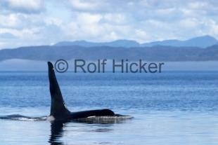 photo of Killer Whales CRW 9613