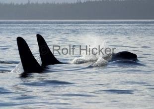 photo of CRW 9698