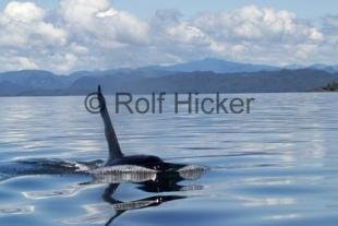 photo of Orca Whales CRW 9715