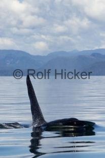 photo of Killer Whales CRW 9733