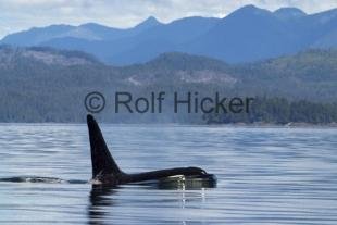photo of Orca Whales CRW 9754