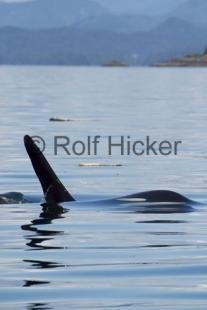 photo of Killer Whales CRW 9769