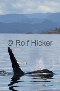 photo of Killer Whales CRW 9770