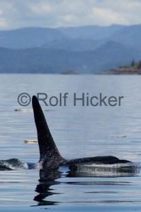 photo of Killer Whales CRW 9771