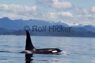 photo of Orca Whales CRW 9786