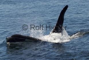 photo of Killer Whales CRW 9803