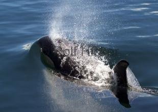 photo of Orca Whales CRW 9865