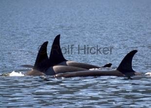 photo of Orca Whales CRW 9878
