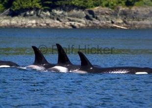 photo of Killer Whales CRW 9883