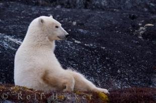 photo of Cute Polar Bear Picture Churchill Manitoba