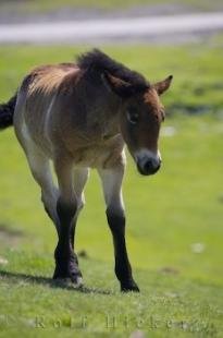 photo of Cute Foal Horse
