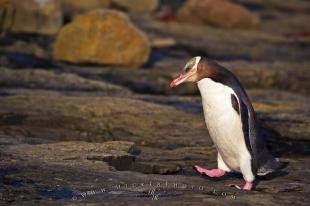 photo of Cute Penguin Picture Catlins Forest South Island NZ
