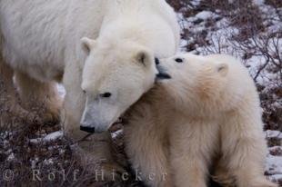 photo of Cute Polar Bear Family