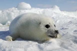 photo of Cute Baby Animals