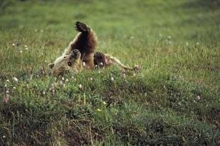photo of Cute Grizzly Bear