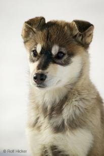 photo of Cute Pet Dog