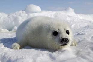 photo of Cute Puppies Seal Puppy