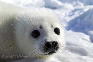 photo of Cute Seal Face