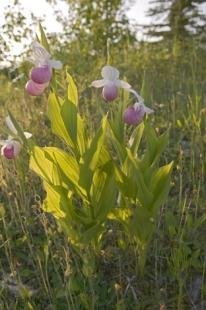 photo of Cypripedium reginae Ladyslipper