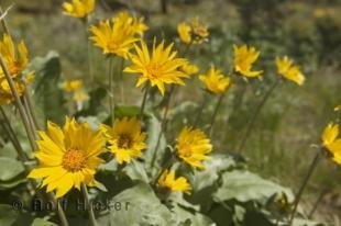 photo of daisy flowers