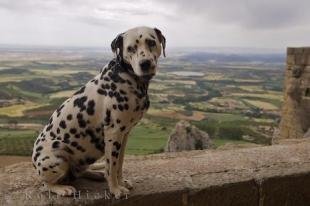 photo of Dalmatian Dog
