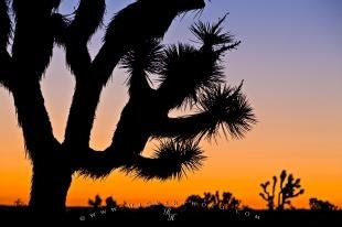 photo of Joshua Tree Desert Landscape Sunset