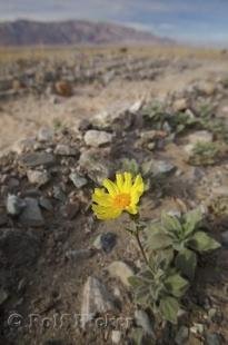 photo of desert gold