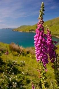 photo of Digitalis Purpurea Flower Picture