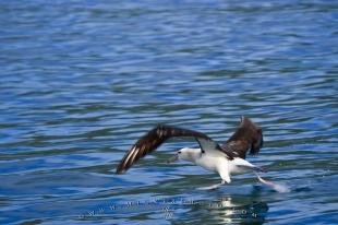 photo of Diomedea Sanfordi Northern Royal Albatross Kaikoura New Zealand