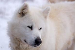 photo of Canadian Dog Breed Picture