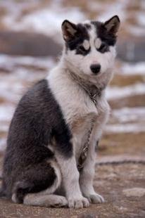 photo of Canadian Eskimo Dog Rescue