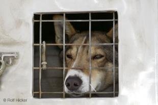 photo of Kennels