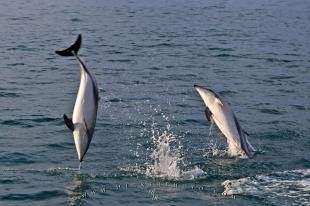 photo of Dusky Dolphin Watching Tour Encounter Kaikoura New Zealand