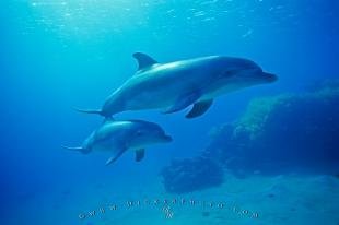 photo of Underwater Bottlenose Dolphin Baby Mother Photo