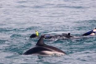 photo of Swim With Dolphins Tour Kaikoura NZ