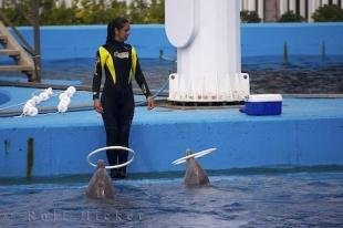 photo of Picture Of A Dolphin Trick