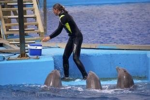 photo of Dolphins Aquarium Pool L Oceanografic Valencia