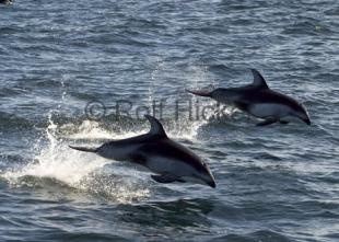 photo of Dolphins British Columbia